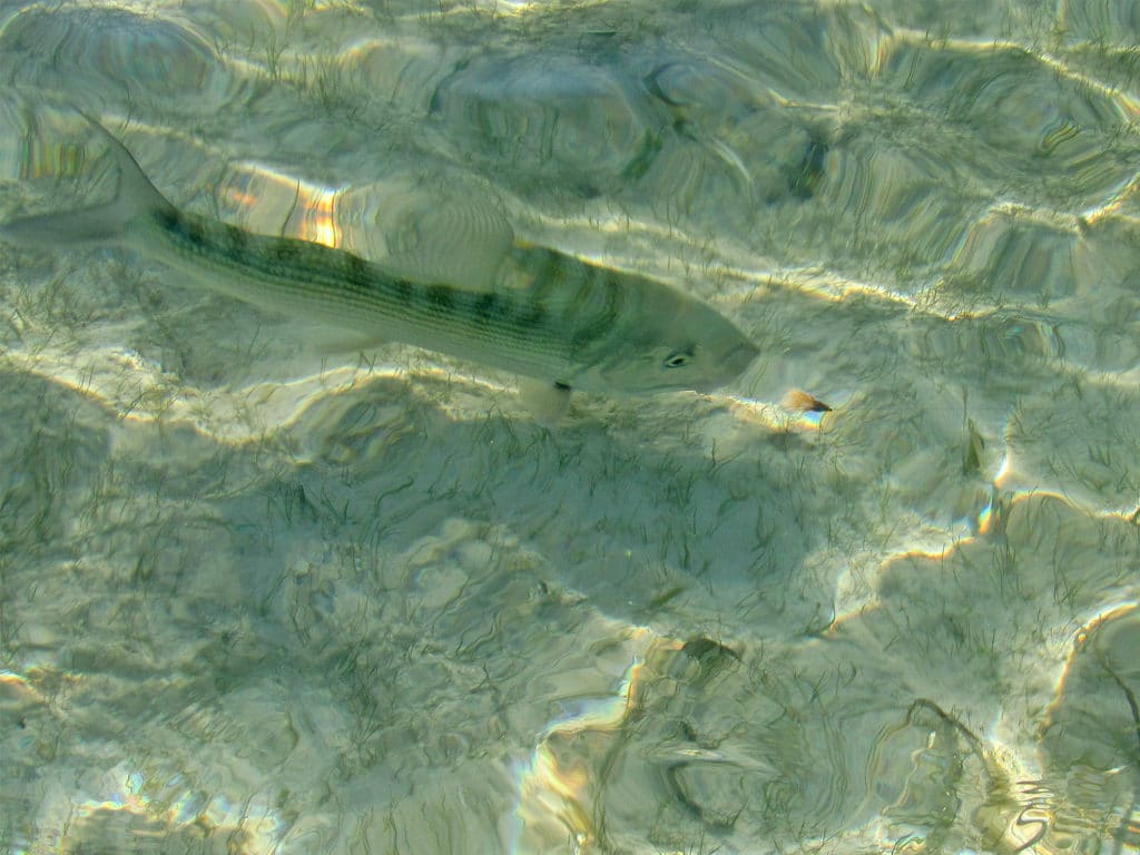 When a school of bonefish approaches, pick out a fish and make a proper cast to that particular individual.
