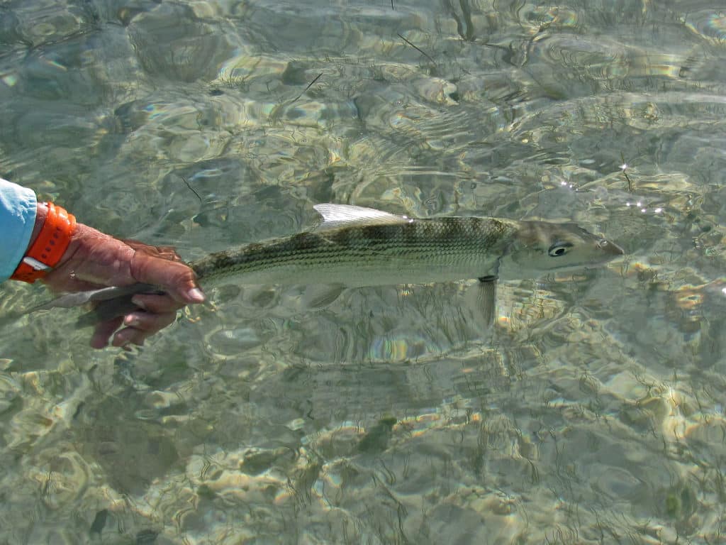 For bonefish, floating fly lines are all you need.