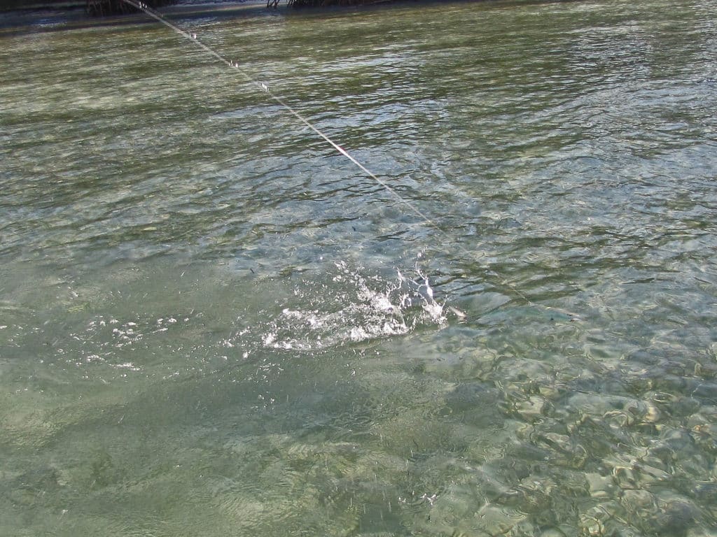 Single bonefish usually tail once, move a bit, then tail again as they work into the current.