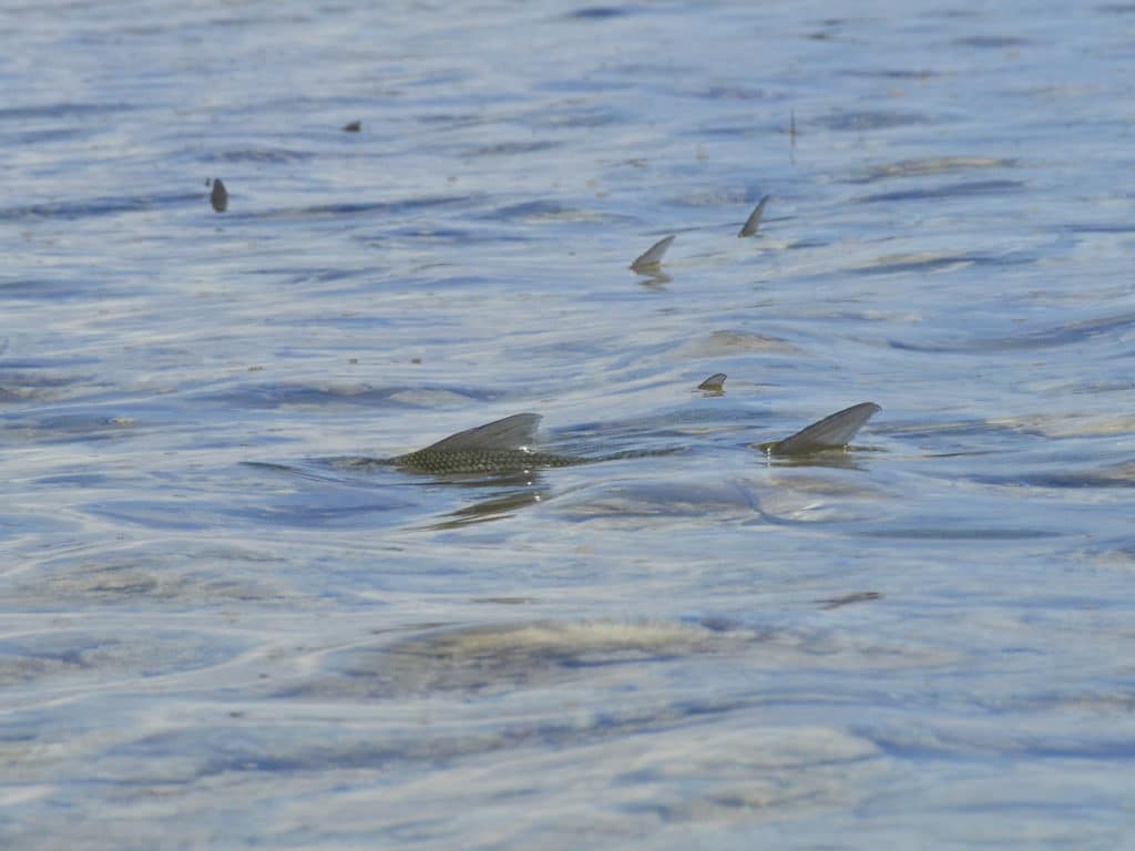Tailing bonefish are one of the reasons Alex Suescun traveled to Abaco, Bahamas.