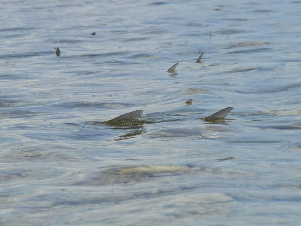 Visions of tailing bonefish on the pristine flats of the Abacos are what drive anglers to return time and time again.