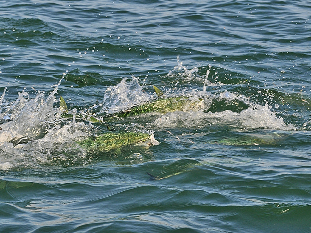 Mackerel and bonito feeding frenzy