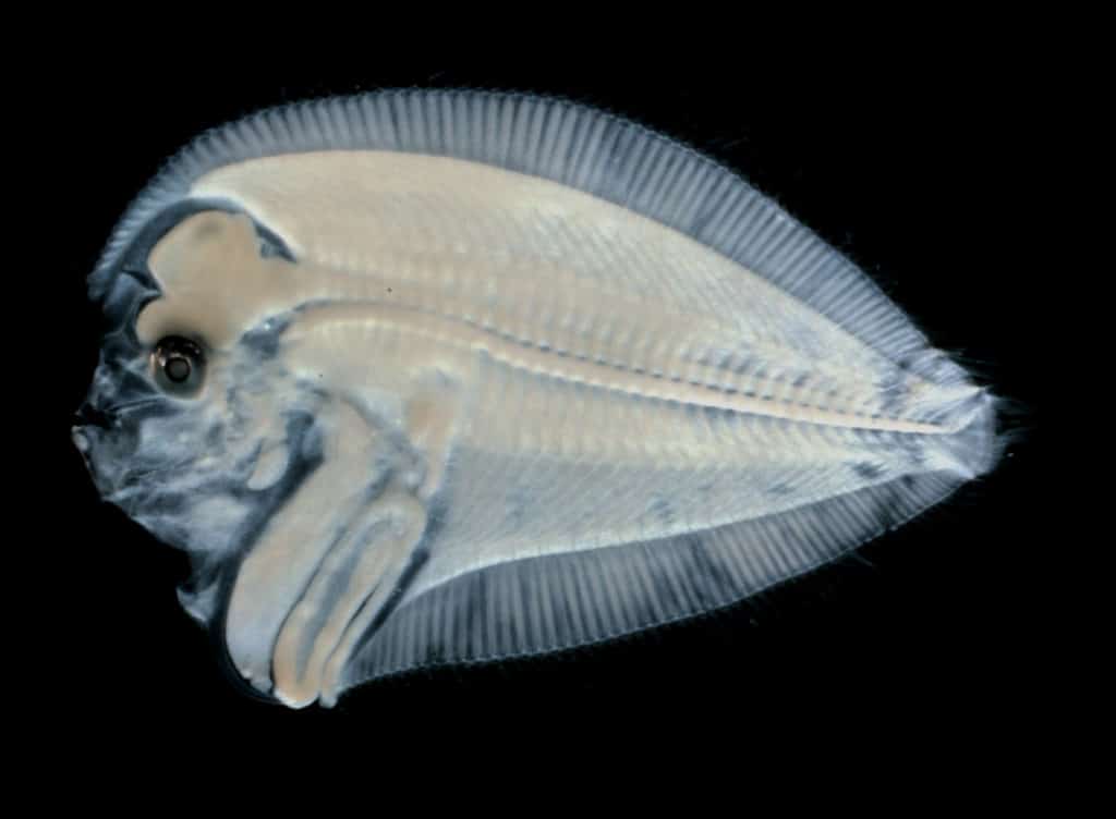 Flounder Baby Larvae Fish Photo