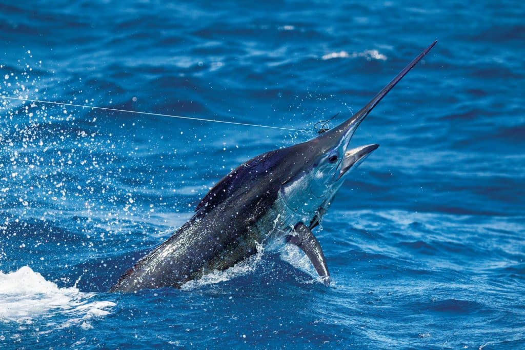 marlin in Gulf of Mexico