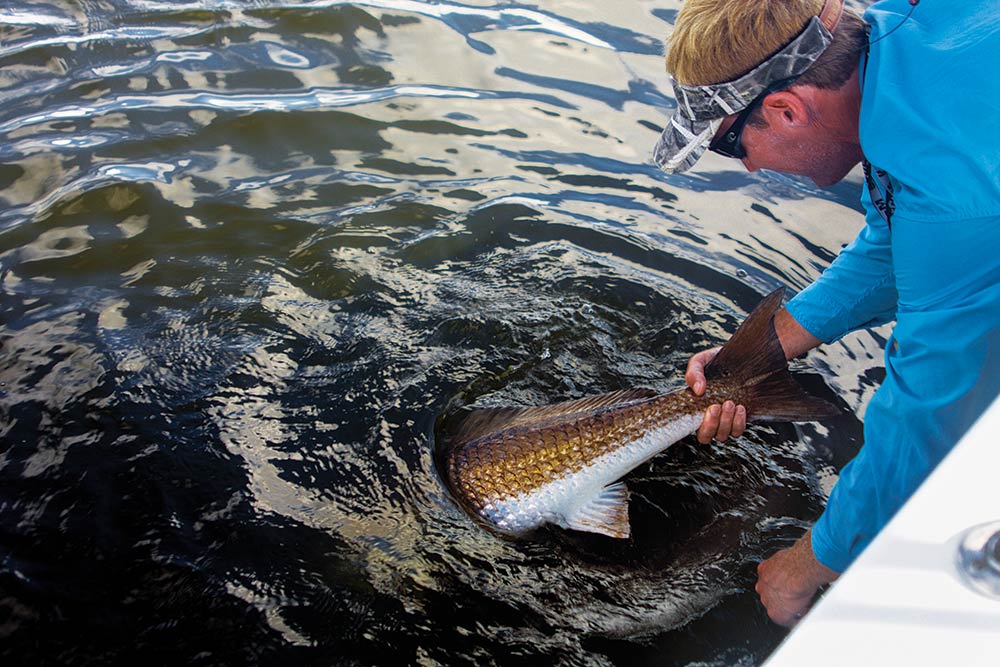 releasing bull redfish