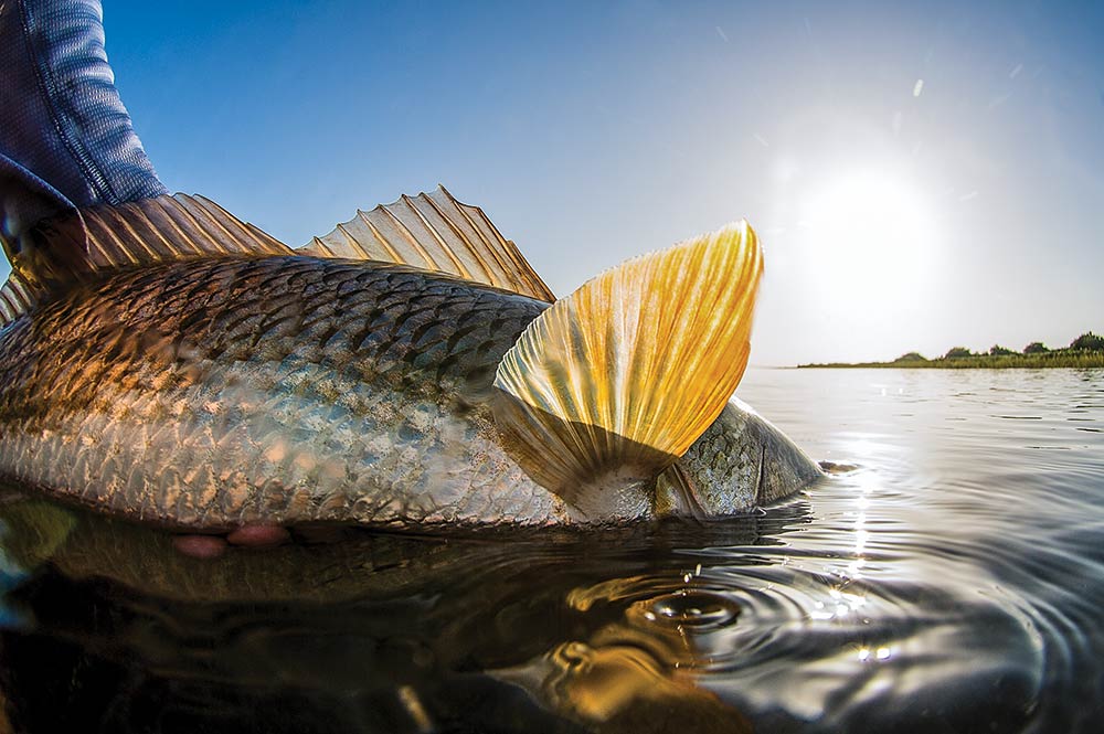 big redfish in North Carolina