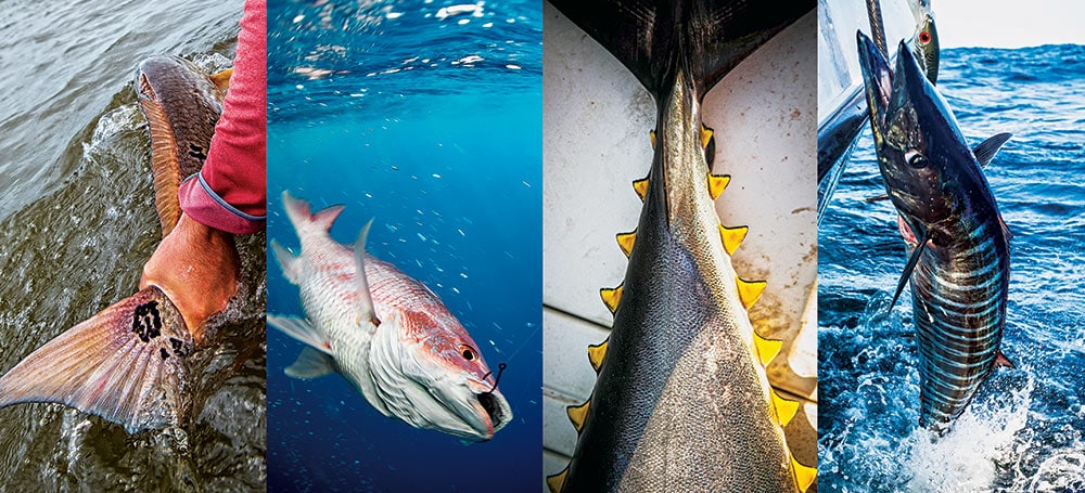 redfish, red snapper, wahoo, and yellowfin tuna