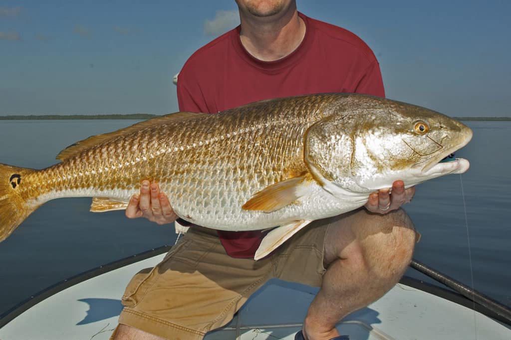 redfish fishing