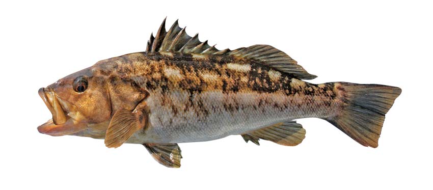calico-bass-fish.jpg