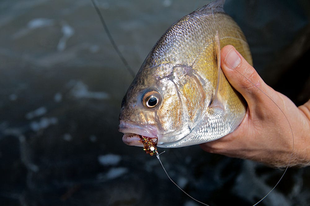 california-halibut-6.jpg