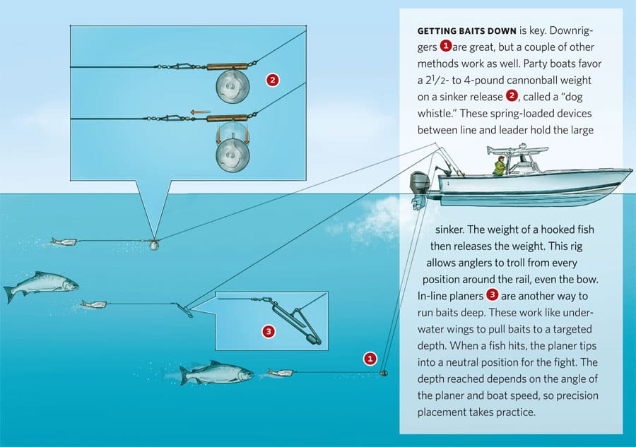 california-salmon-diagram.jpg