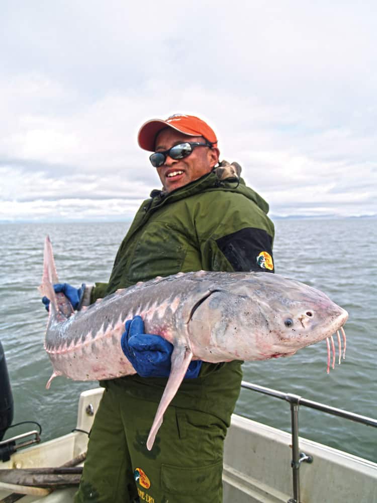 California Sturgeon: Shallow Water Dinosaurs