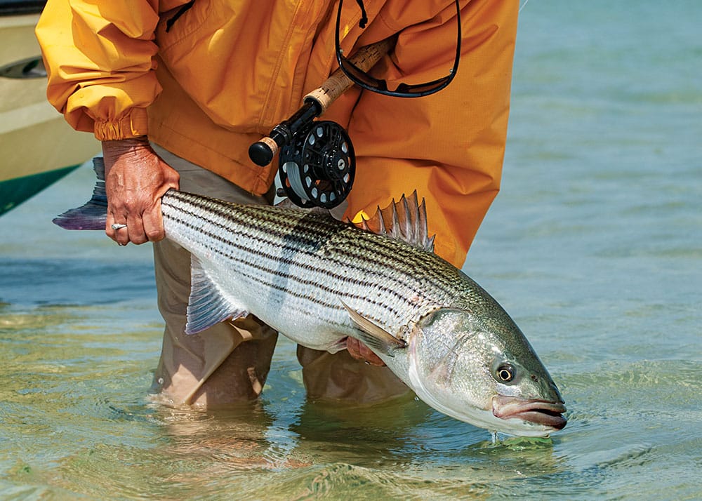 Battle Of The Bass: Best White Bass Vs Striped Bass Guide