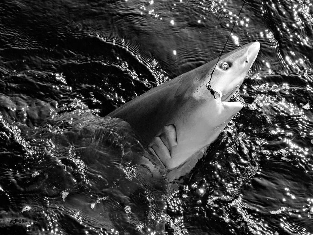 An abundance of sharks and the forage they pursue travel in and out of New York Bight starting in late spring.