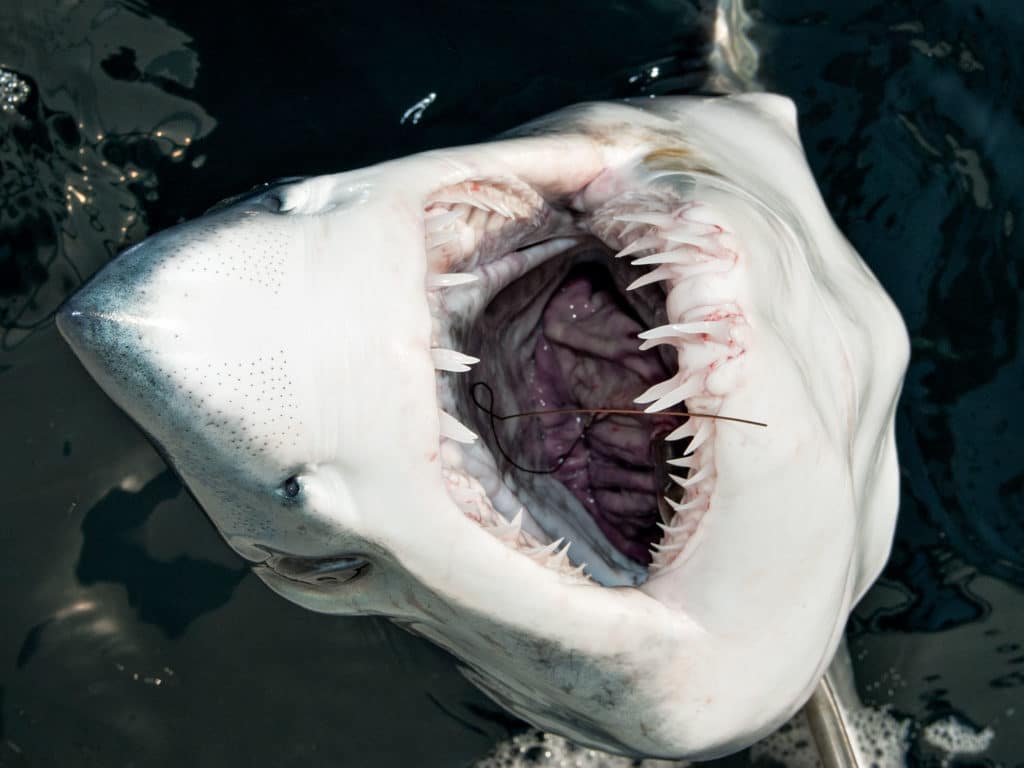 Makos count on their sharp dentures to kill or maim prey during high-speed attacks.