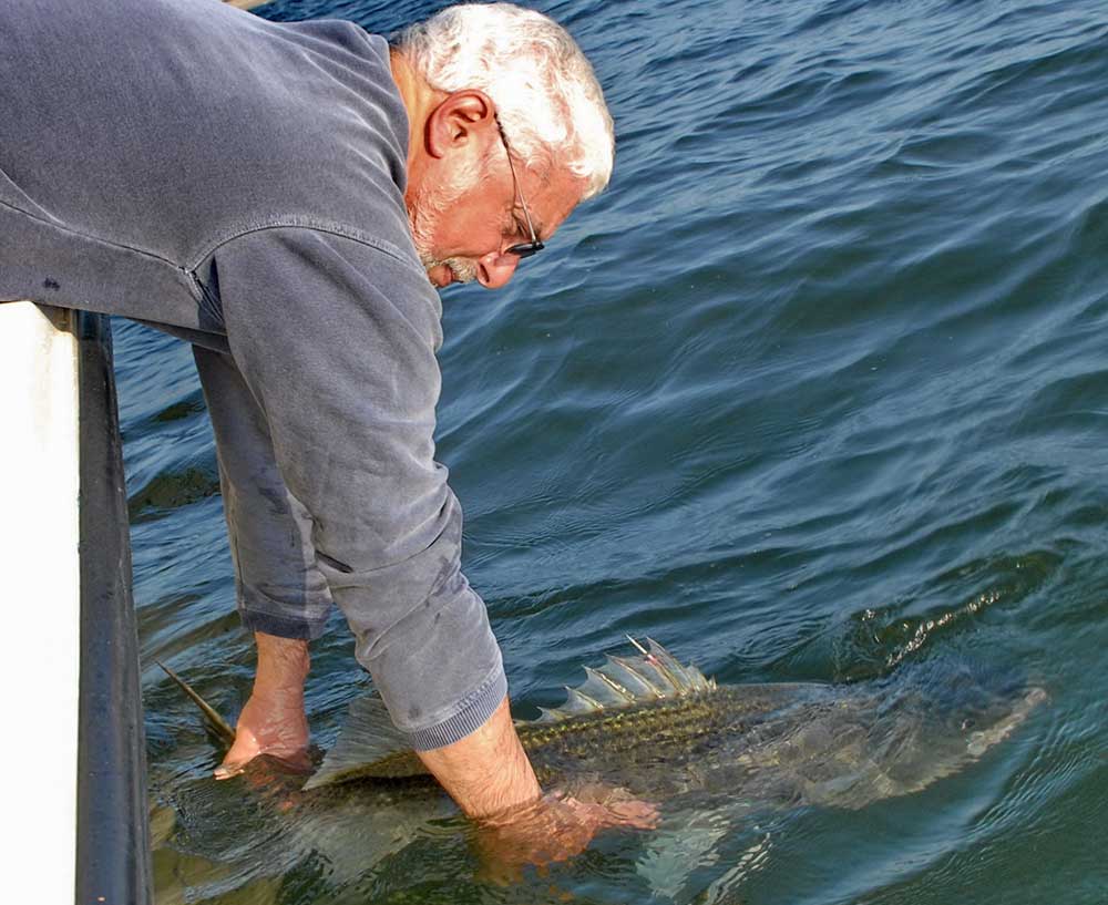 caputi striper release