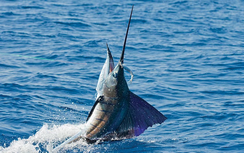 carrillo_sailfish1.jpg