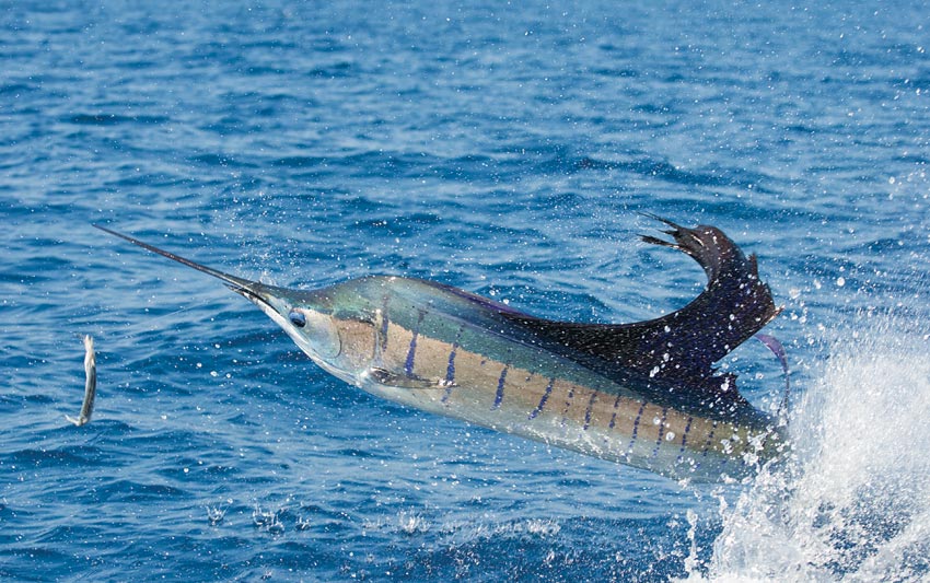 carrillo_sailfish2.jpg