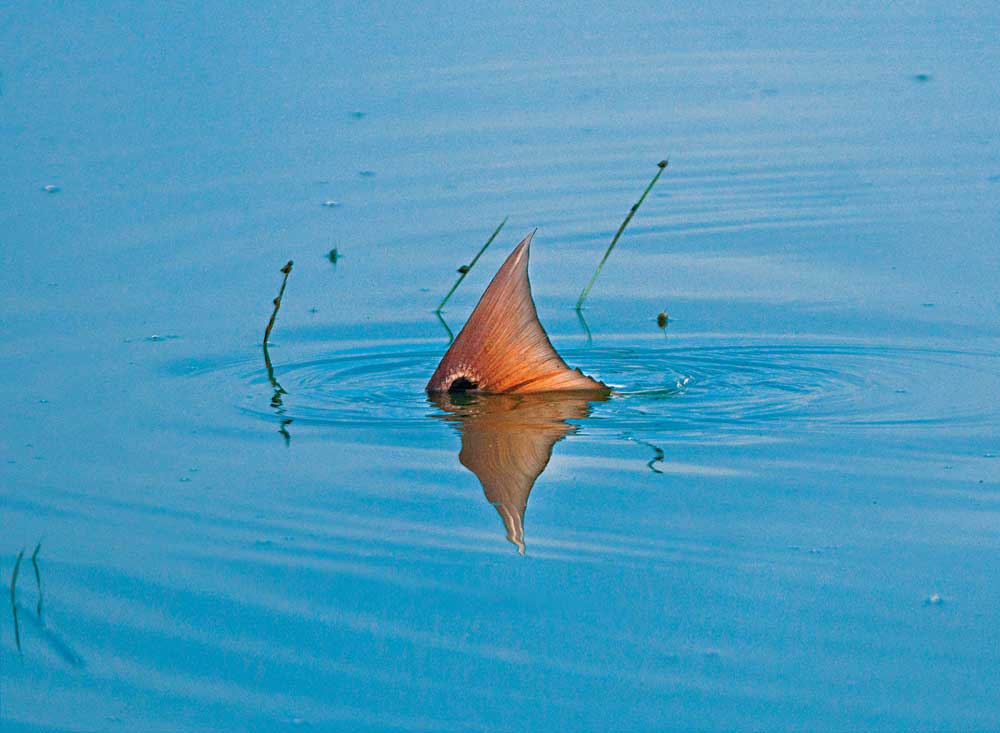 Fly Fishing for Redfish in Charleston, South Carolina