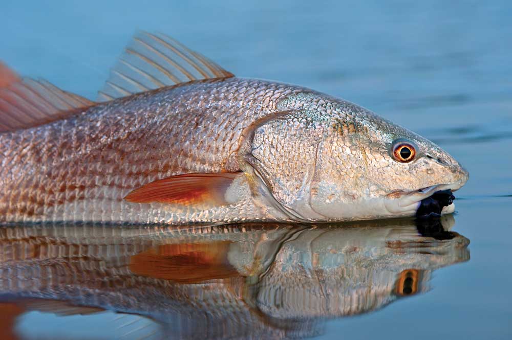 charleston-redfish-05.jpg