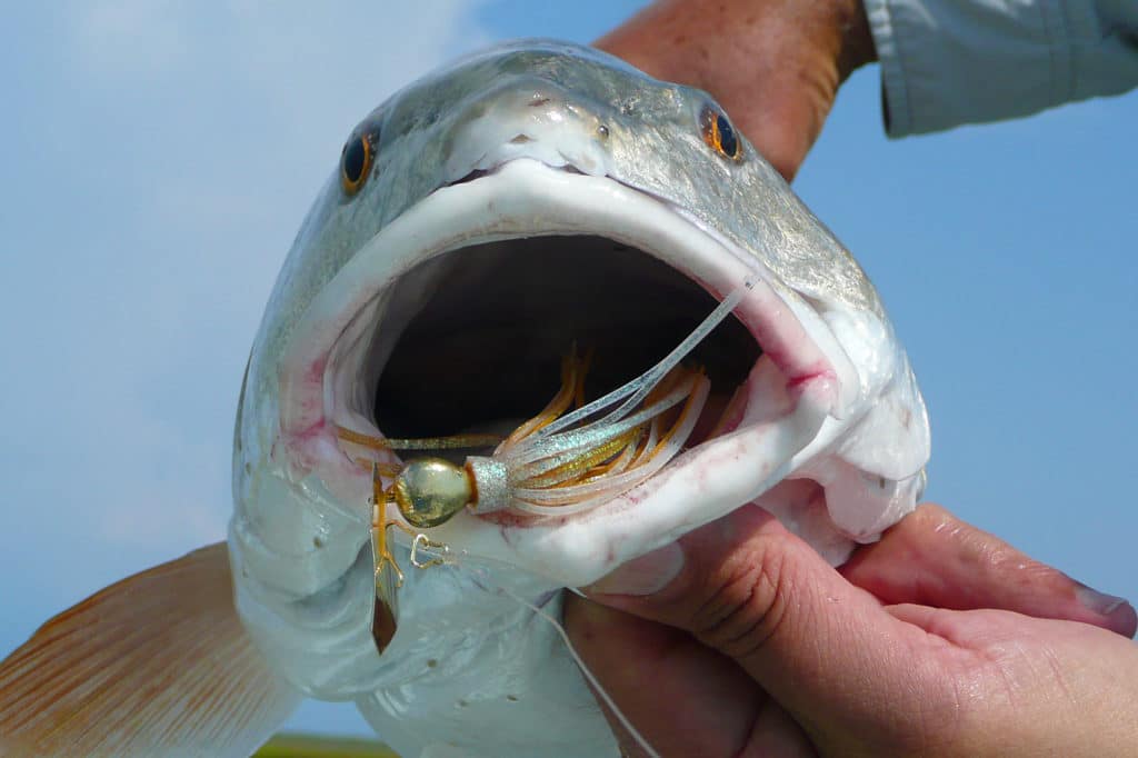 Fishing for Redfish in Louisiana