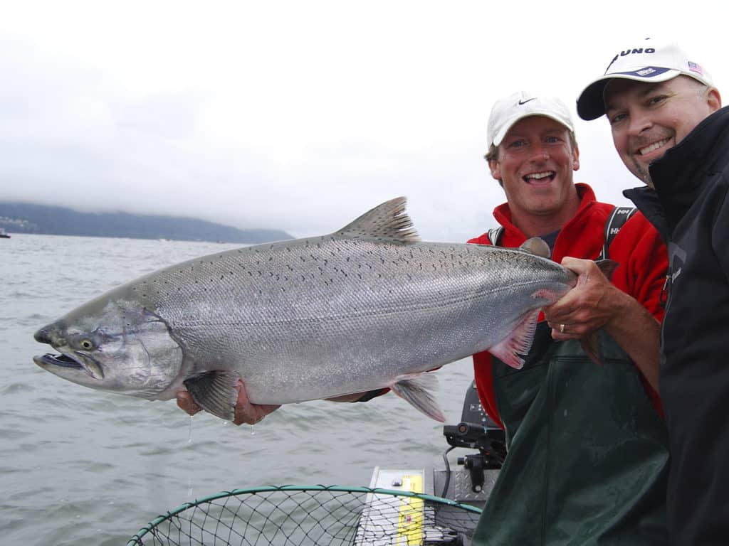King salmon are known to frequently exceed 50 pounds in weight.