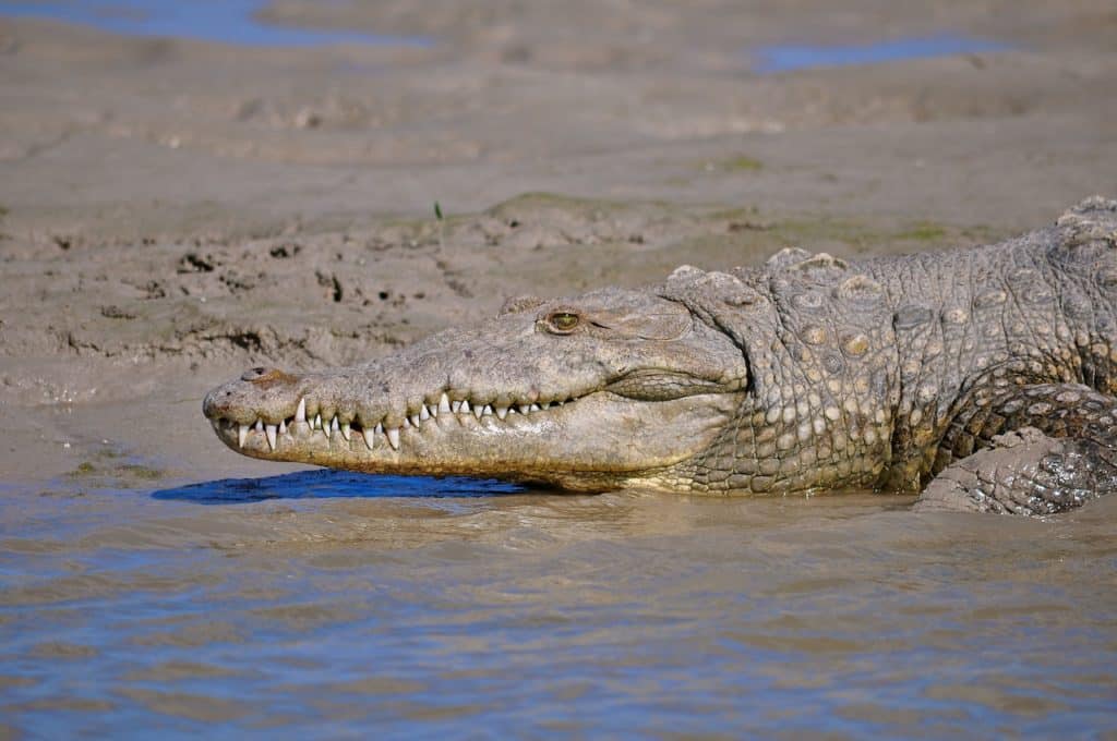 Crocodile Spotted off Popular South Florida Fishing Pier - Florida Sportsman