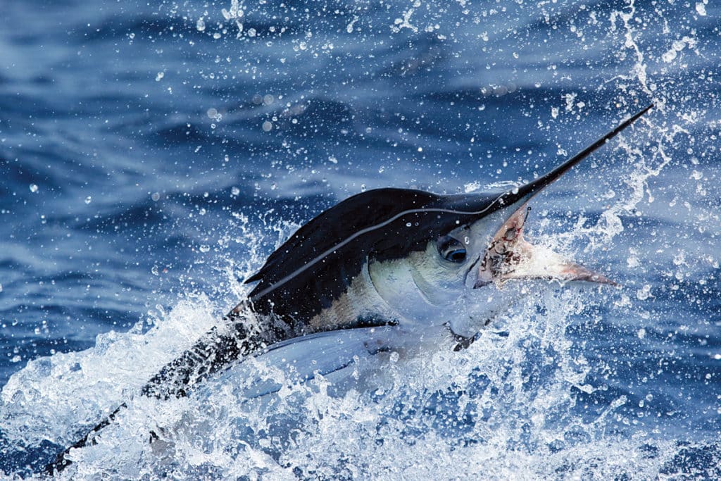 North Carolina white marlin