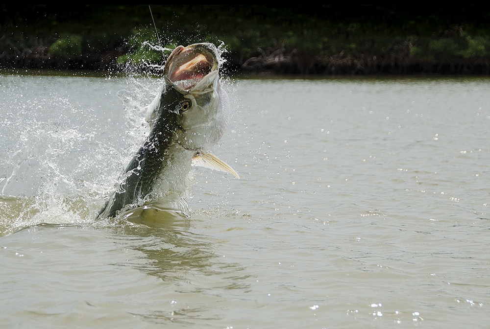 classic-florida-tarpon-01.jpg