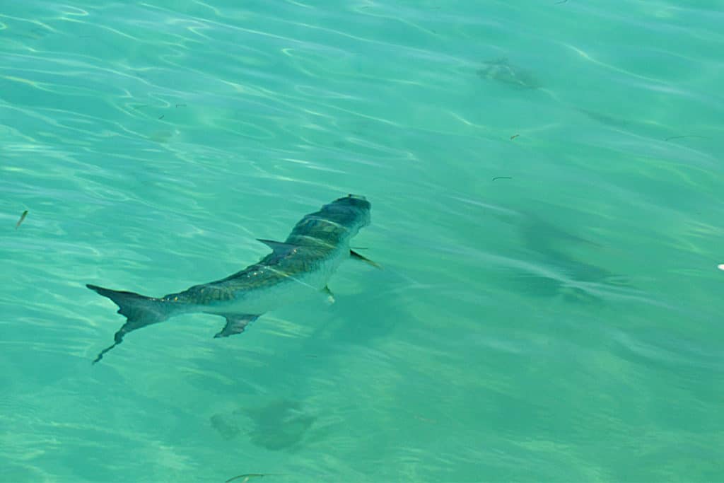 tarpon swimming in clear water