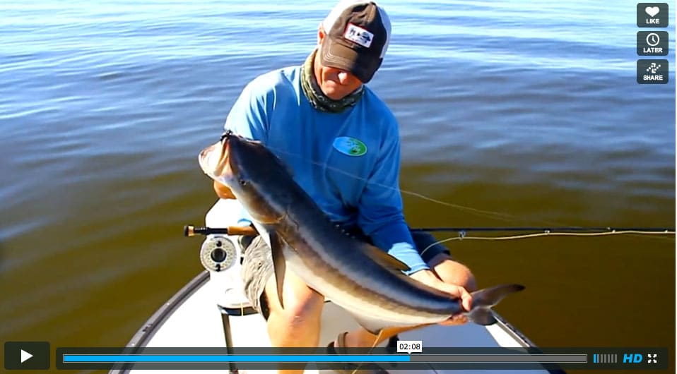 Cobia on Fly