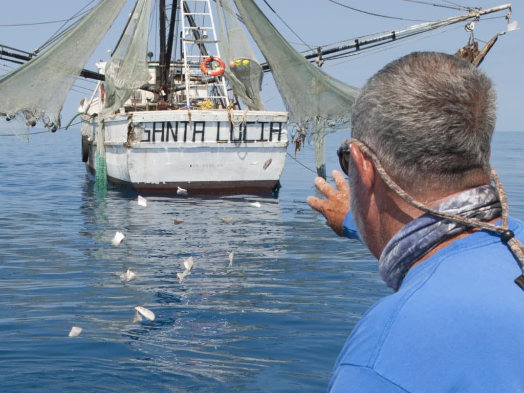 Oil Rigs and Anchored Shrimp Boats Attract Cobia