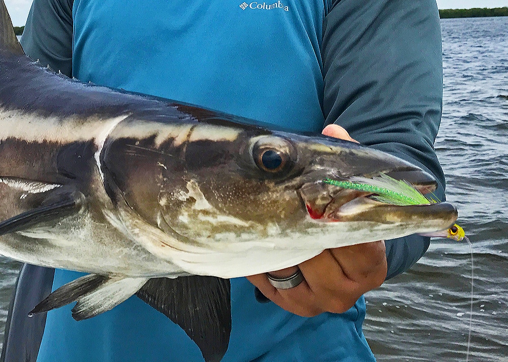 Cobia close-up