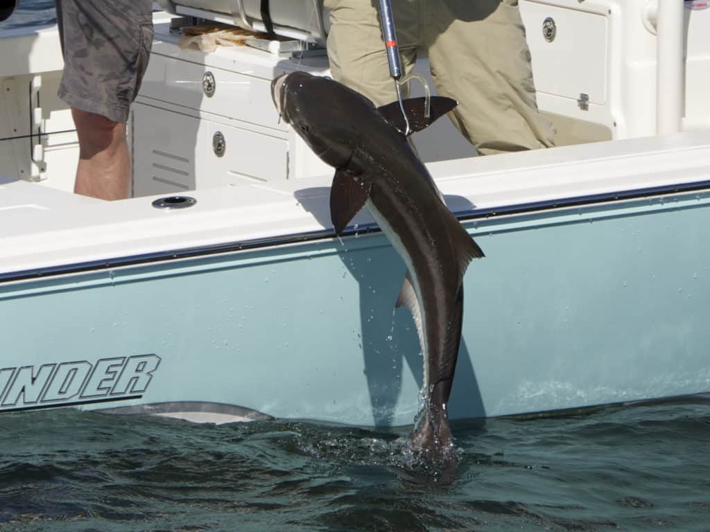 Cobia are more plentiful off the Texas and Louisiana coasts during summer and early fall.