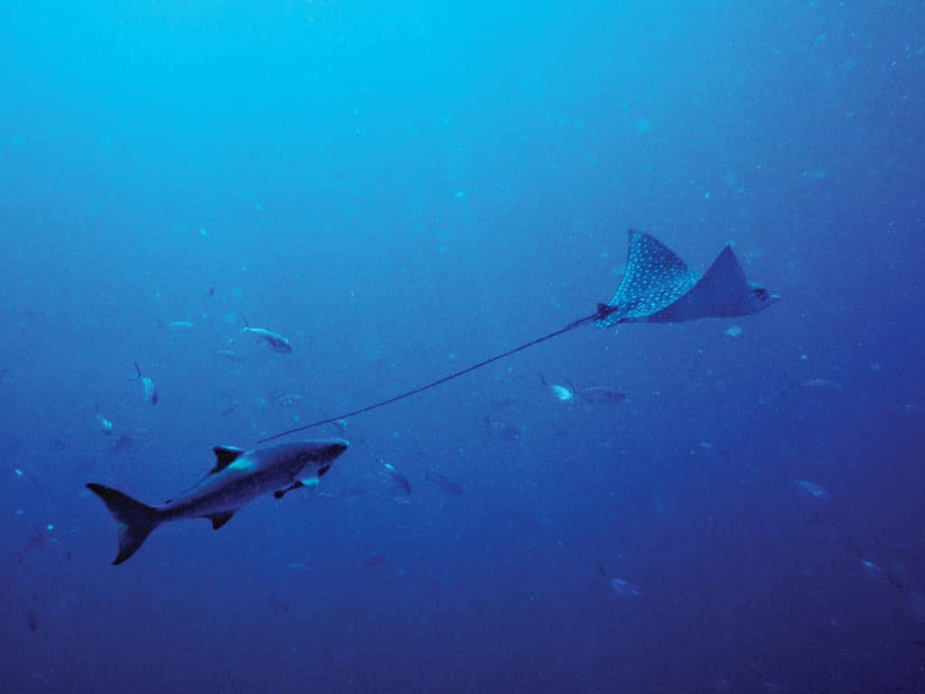 Migrating cobia often follow rays as they travel along the coast.