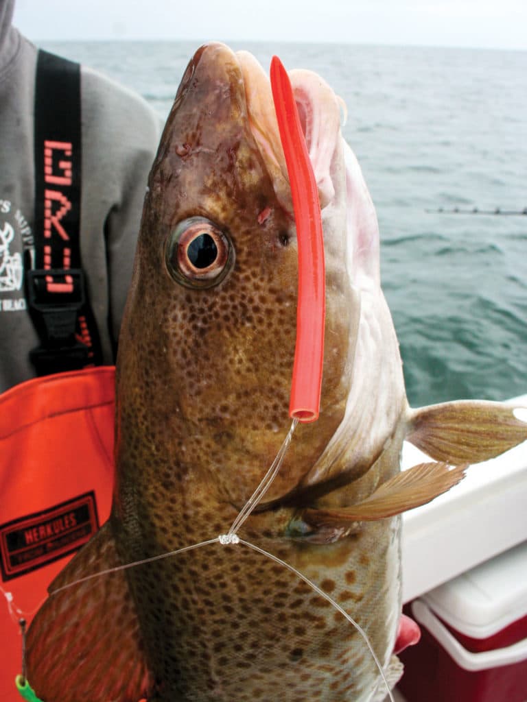 fishing for Jersey Cod