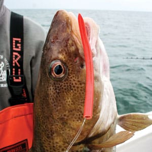 Atlantic Cod and Pollock Fishing Trip