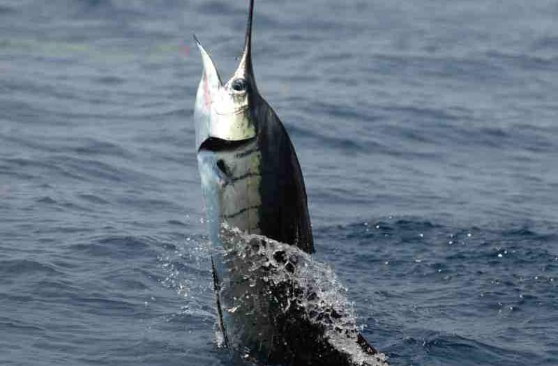 Billfish Conservation Act