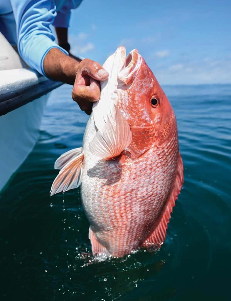 red snapper in Gulf of Mexico