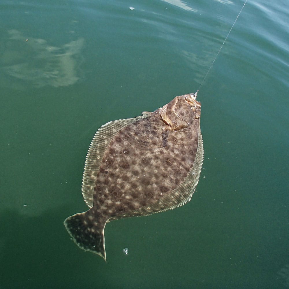 flounder swimming in water