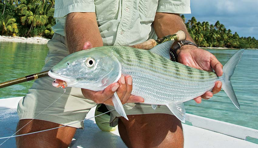 cook-islands-bonefish-closeup.jpg