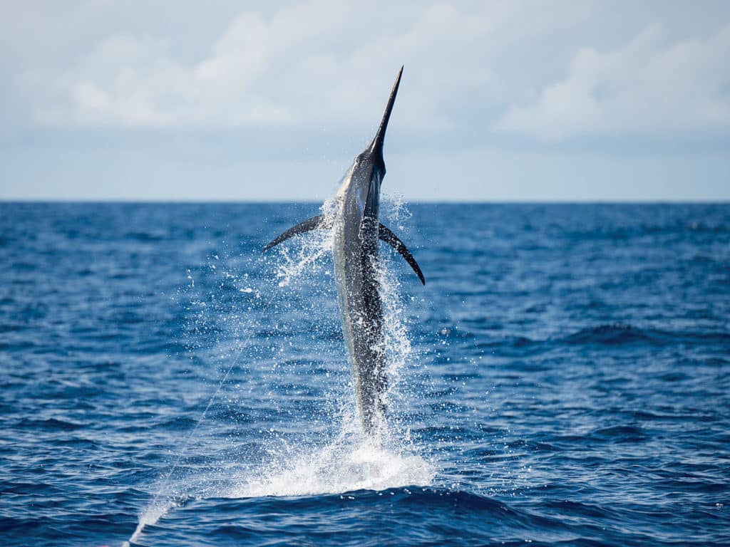 The seamounts off Los Sueños, Costa Rica hold unmatched marlin fishing