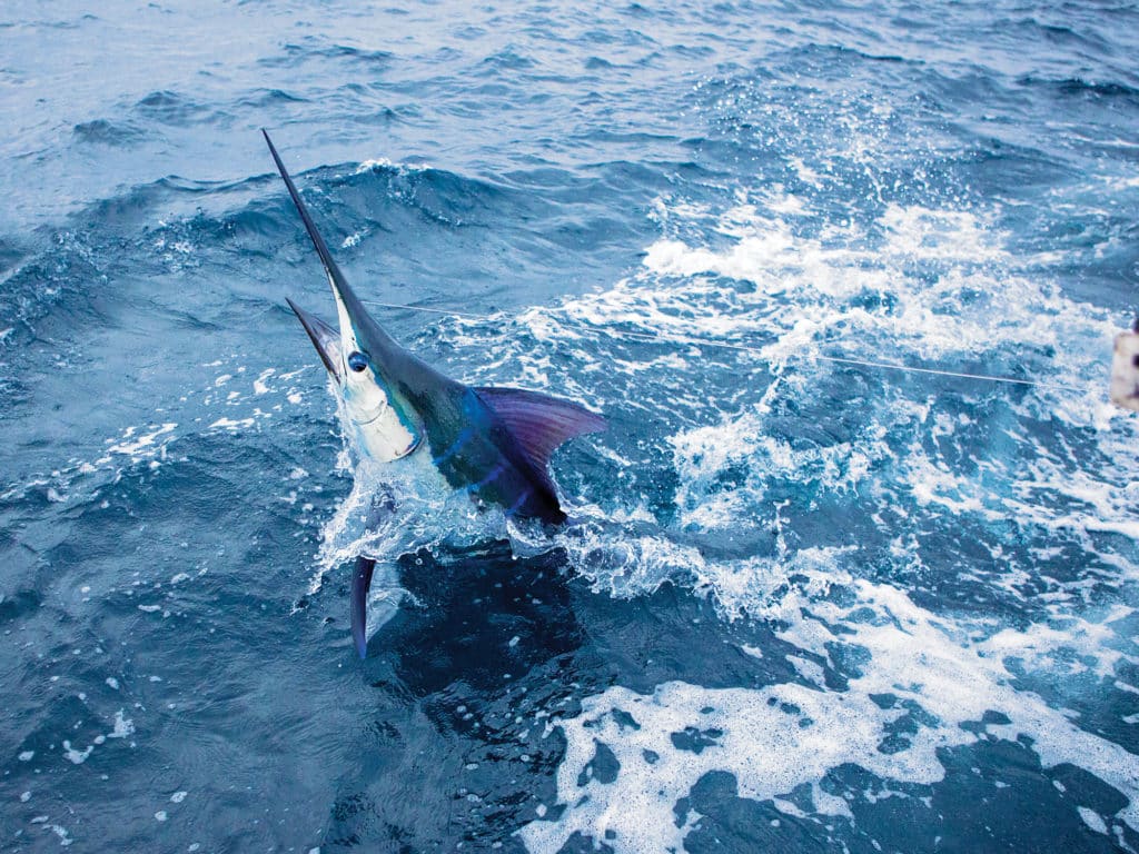 The seamounts off Los Sueños, Costa Rica hold unmatched marlin fishing