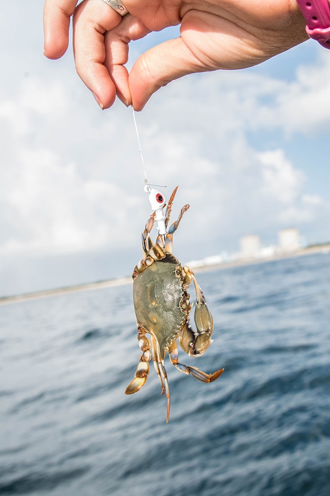 crab bait for permit