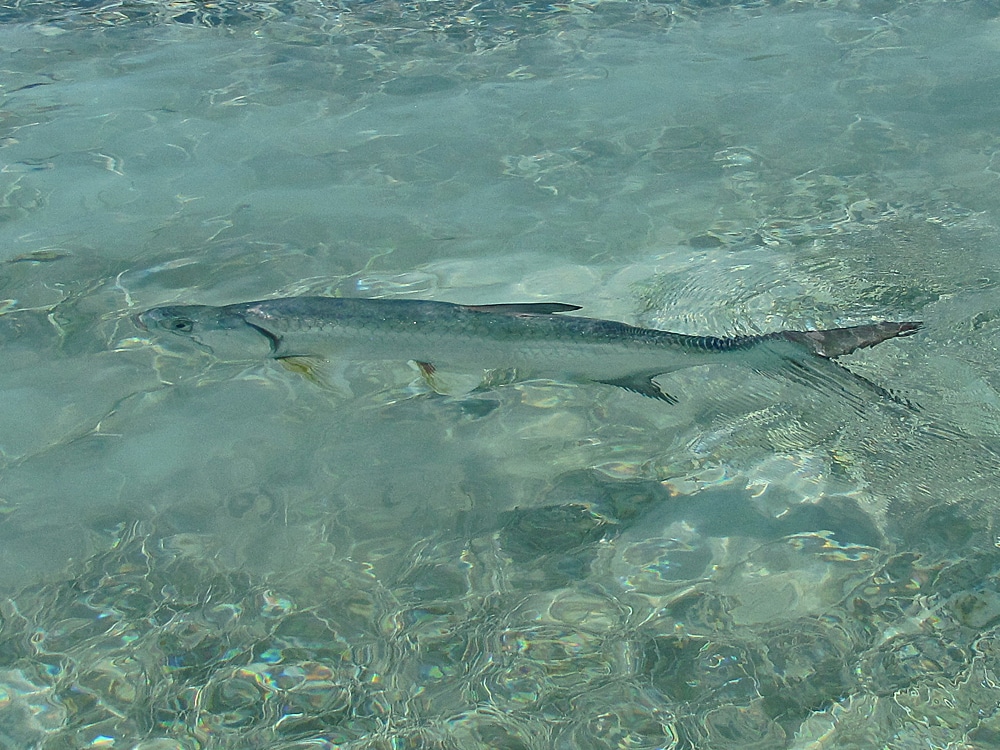 Tarpon on Fly Tutorial