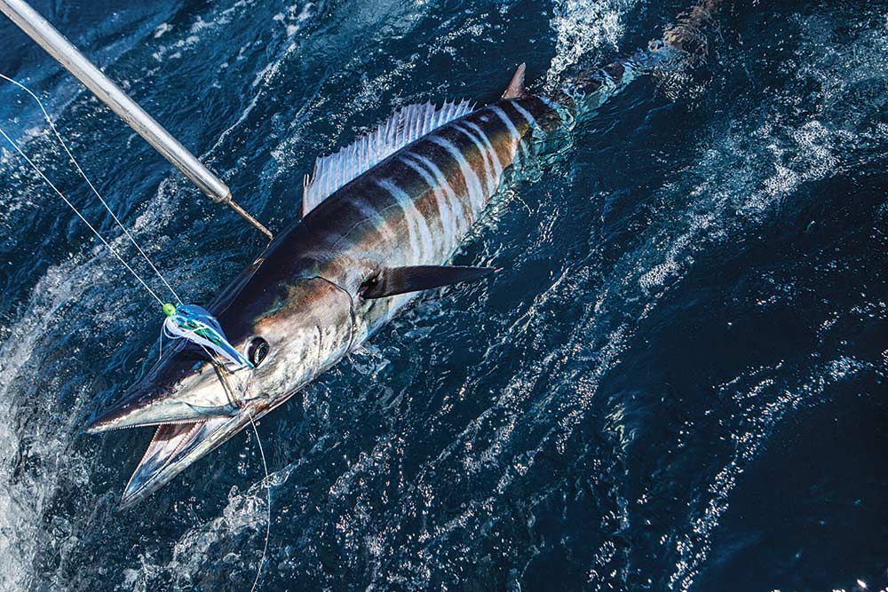 wahoo in mid-atlantic