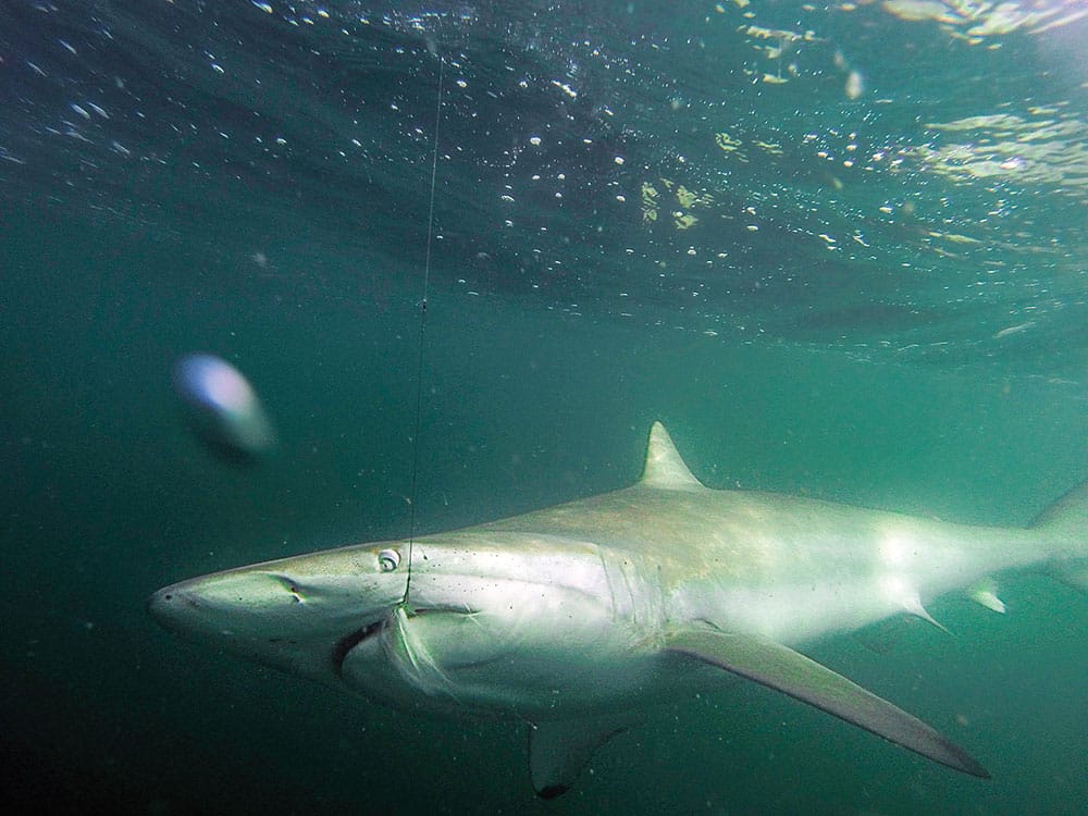 big shark off North Carolina