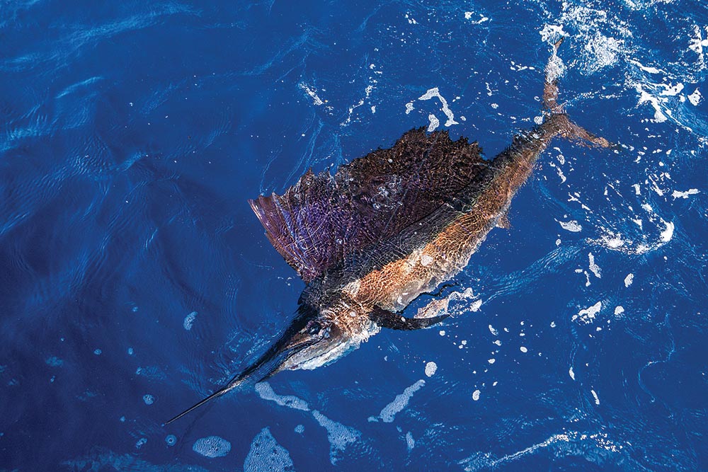 sailfish off Crystal Coast