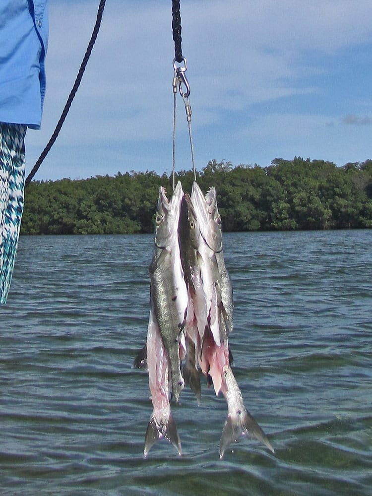 Inshore Sharks on Fly