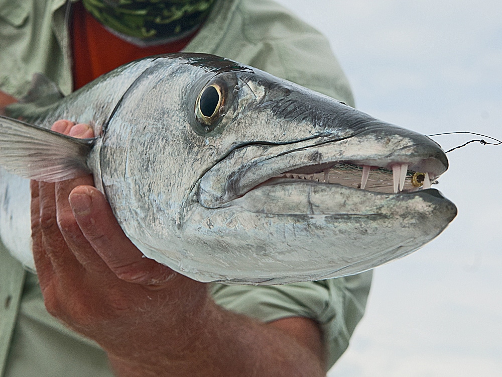 Barracuda caught on fly